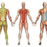 Three images of anatomy of human showing the muscles affected by the three reflexes