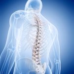 Image of the Spine and nervous system