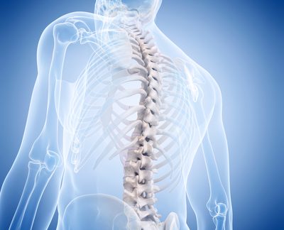 Image of the Spine and nervous system