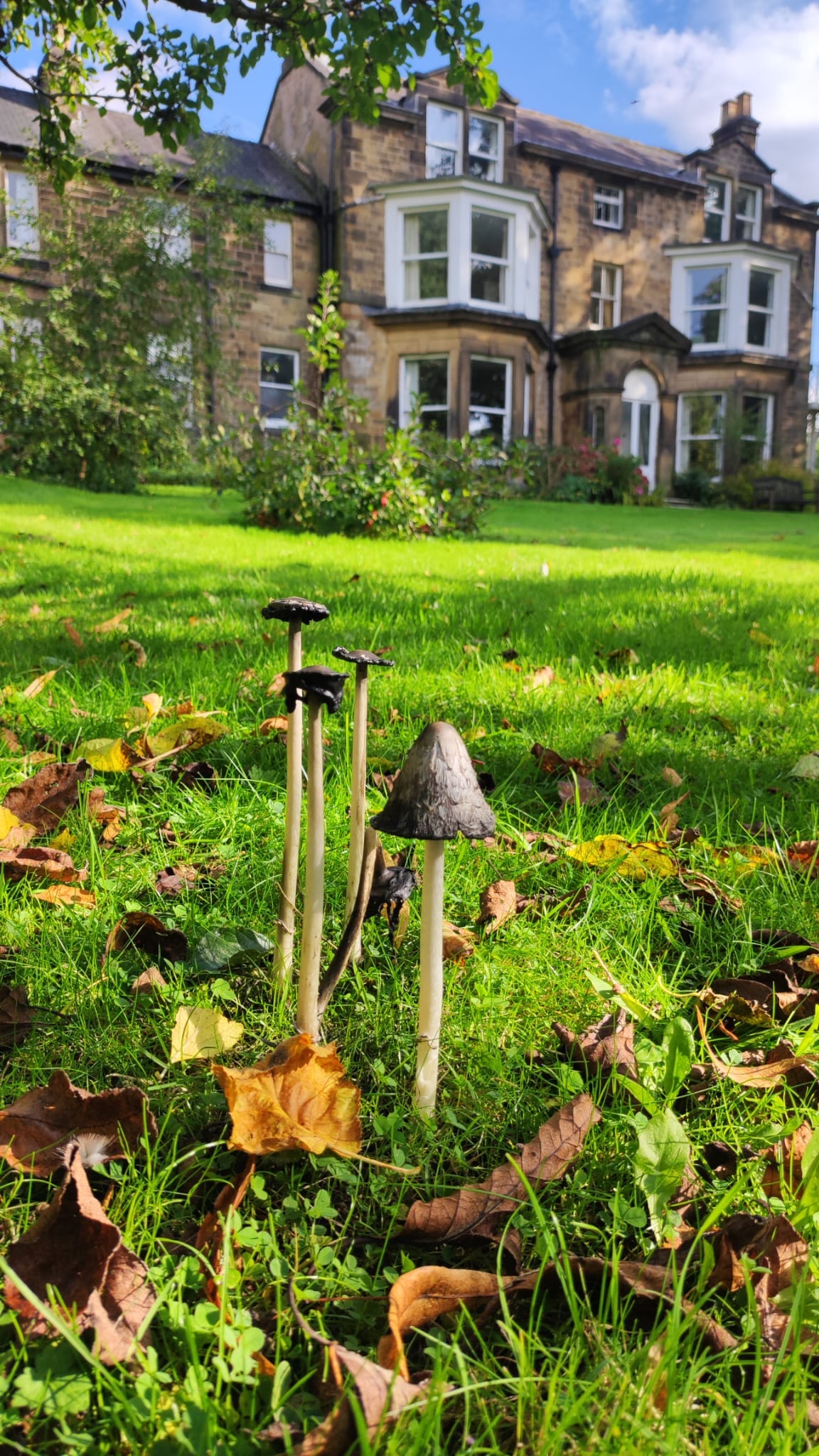View of Unstone grange house with mushrooms on lawn
